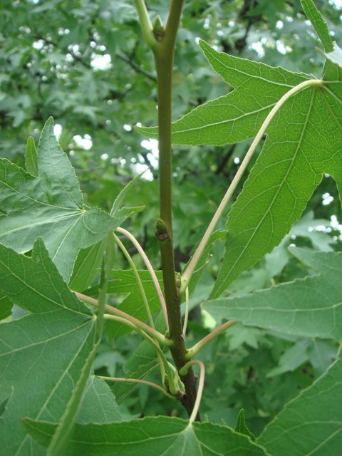 Liquidambar styraciflua rameau